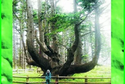 ÃRBOL DEL PULPO, OREGON.