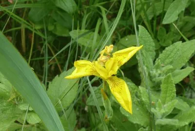 Baie de Somme wildflowers
