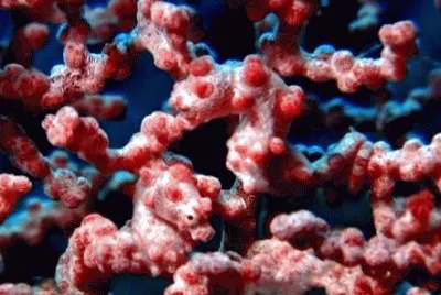 see the seahorse?-54
