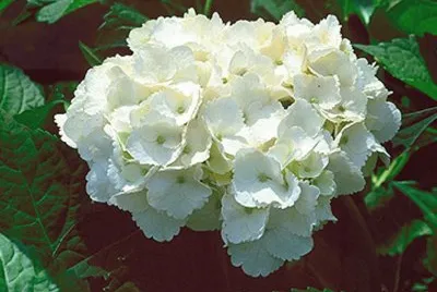 hortensia