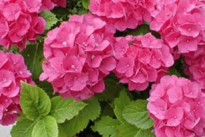 hortensia