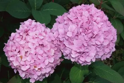 hortensia