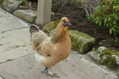chook