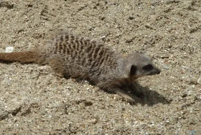 meercat