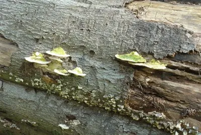 fungus