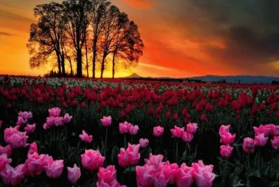 tulipa