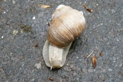 snail
