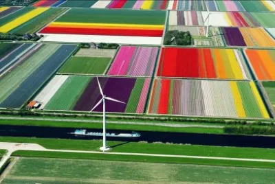 tulips
