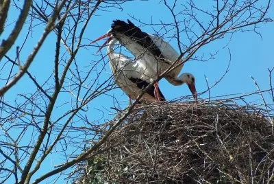 Storks Empuries