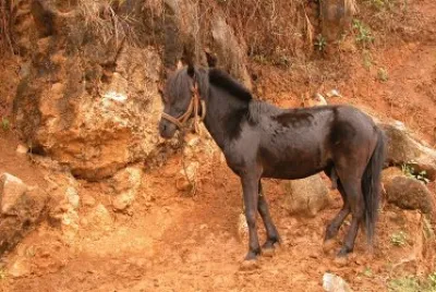 cheval