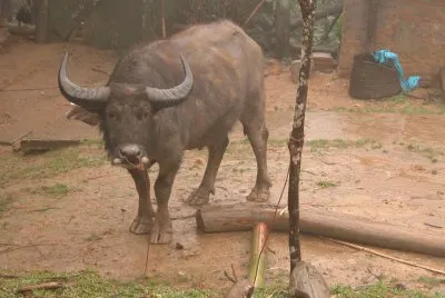 buffle