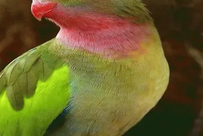 פאזל של .