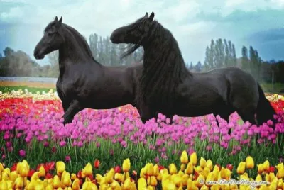 פאזל של animaux: chevaux