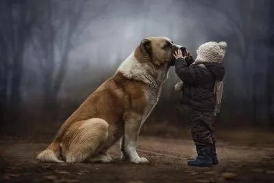 animaux: st bernard jigsaw puzzle