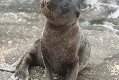 animaux: phoque