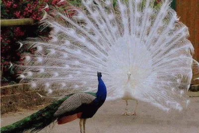 animaux: paons