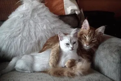 animaux: chats