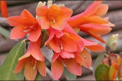 r cinnabarinum