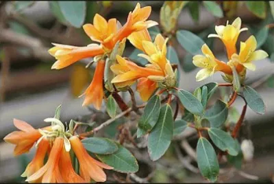 r cinnabarinum