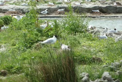 Parc Marquenterre