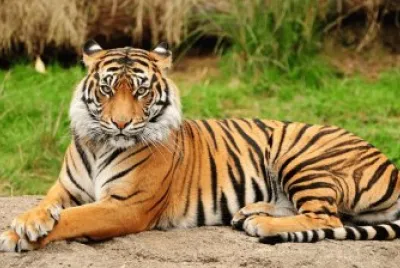 TIGRE