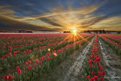 - tulipas