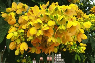 mussaenda