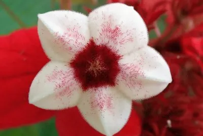 mussaenda