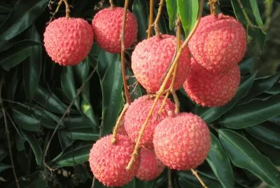 è”æž