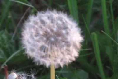 Dandelion