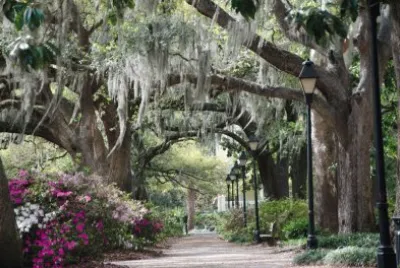 savannah