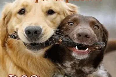 El mejor amigo del hombre