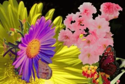 Flowers jigsaw puzzle