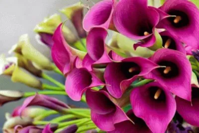 Beautiful flowers jigsaw puzzle