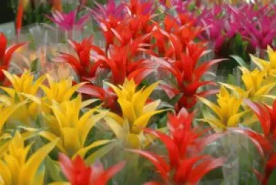bromeliacÃ©es