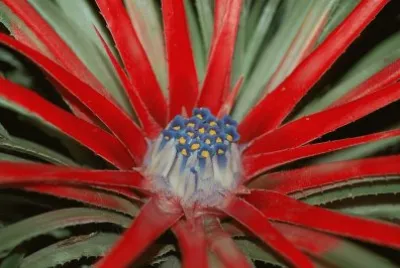 fascicularia