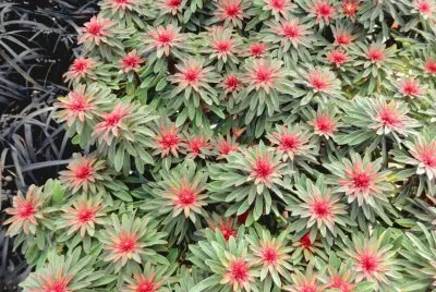 fleurs