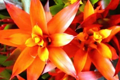 fleur