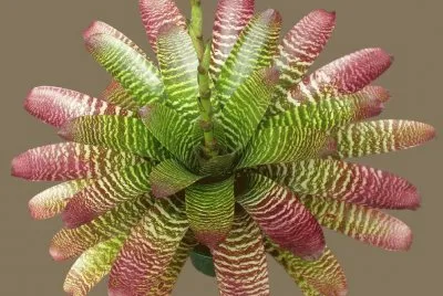 bromÃ©liacÃ©e