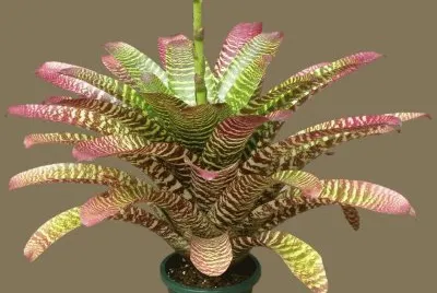 bromeliacÃ©e