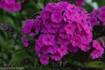 phlox