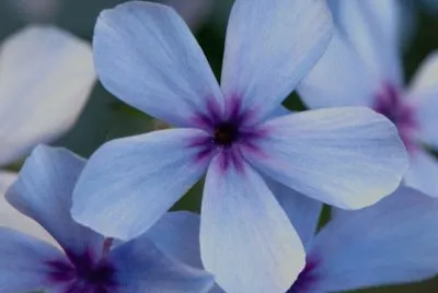 phlox
