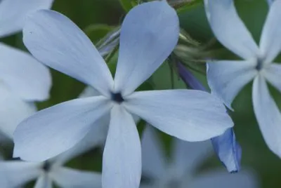 phlox