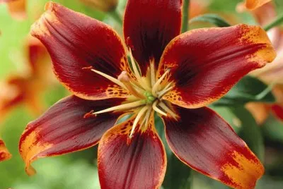fleurs: lys