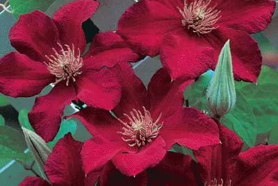 fleurs: clÃ©matites