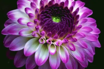 fleurs: dalhias