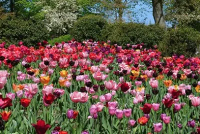 Campo flores 02.07