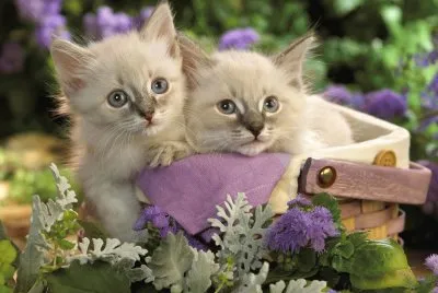 Gaticos