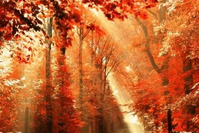 autumn-53 jigsaw puzzle