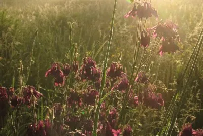 Wildflowers at dawn